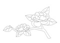 牡丹