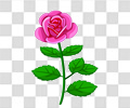 月季花