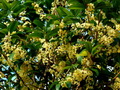 桂花