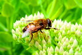 蜜蜂