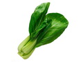 青菜