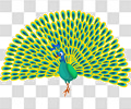 孔雀