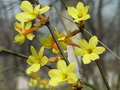 迎春花