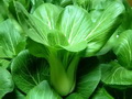 油菜