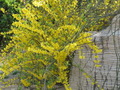 迎春花