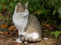 猫