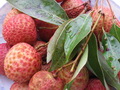 荔枝