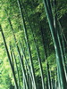 竹子