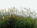 芦苇