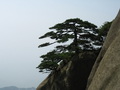 松树