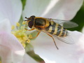蜜蜂