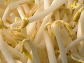 豆芽