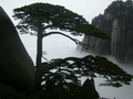 松树