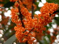 桂花