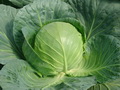圆白菜